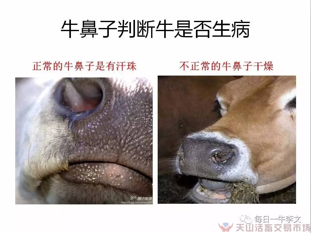 怎樣看出牛患病了？告訴你6個簡略易用的小竅門（養(yǎng)牛菜鳥進）（圖六）