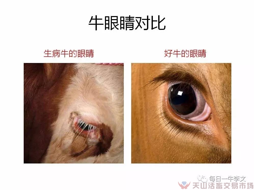 怎樣看出?；疾×?？告訴你6個簡略易用的小竅門（養(yǎng)牛菜鳥進）（圖四）